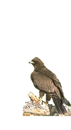 themed image
