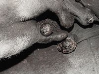 equine ailments