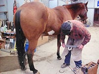 horse-shoeing