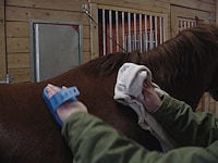 horse care