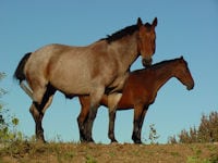 Free Photos Of Horses