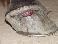 equine injuries