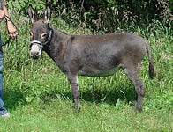 free animals photos