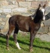 yearling