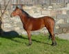 Thoroughbred