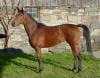 Thoroughbred
