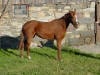 Thoroughbred