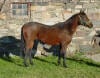 Thoroughbred