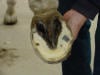 toe wall rot
