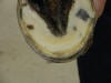hoof toe wall rot