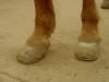 Founder- Laminitis 