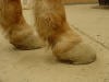 Founder- Laminitis 