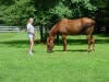 Quarter Horse