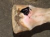 Coronet forging injury treatment