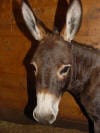 donkey