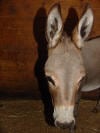 donkey