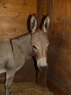 donkey