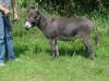 donkey