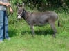 donkey