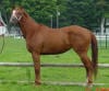 Quarter Horse