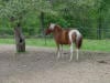 pony