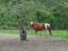 pony