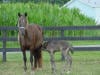 Mare and foal
