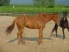 Thoroughbred