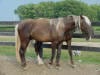 Rocky Mountain Horse