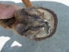 Sole Abscess