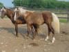 Rocky Mountain Horse