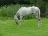 Gray Horse