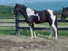 Paint Horse