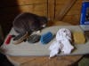 grooming tools