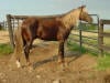 Rocky Mountain Horse