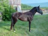 Dark Bay Horse