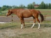 Chestnut Horse