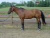Bay Horse