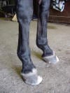 Leg Conformation