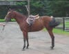 Quarter Horse