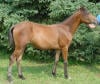 Yearling