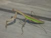 praying mantis