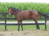 Thoroughbred