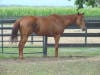 Thoroughbred