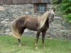 Rocky Mountain Horse