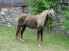 Rocky Mountain Horse