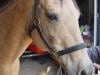 halter injury