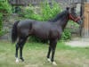 Thoroughbred