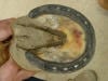 Bruised Sole