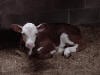 calf